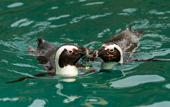 Pair of Penguins