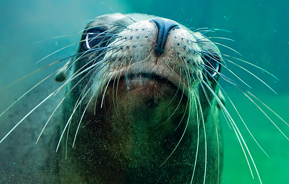 Sea Lion Close Up