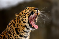 Sochi the Amur Leopard