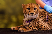 Nandi the Cheetah