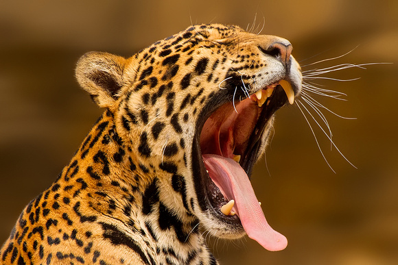 Jaguar Yawning