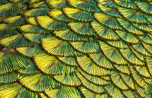 Peafowl Feathers