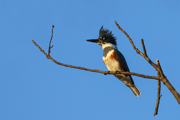 Belted kingfisher (Female)