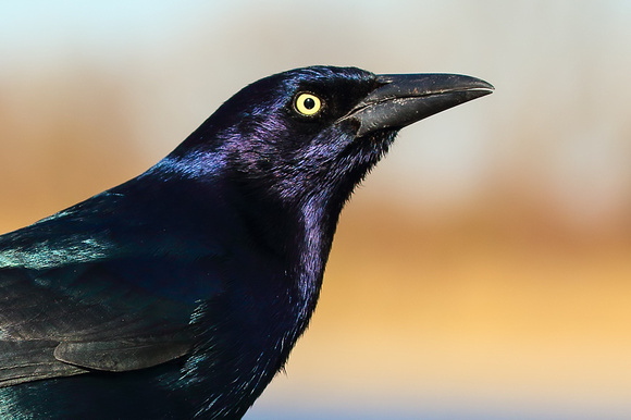 Boat Tailed Grackle (Male)