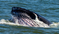 NJ & NY Whale Watching