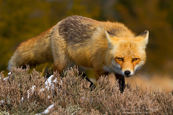 Red Fox in the Dunes