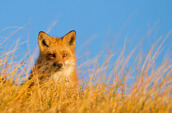 Red Fox in Golden Light