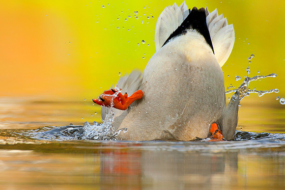 Diving Ducky