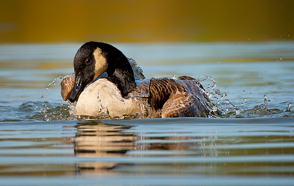 Bathing Canada Goose