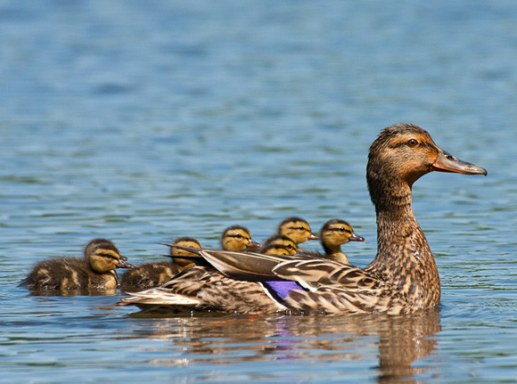 Mallard Mom with 8 Ducklings