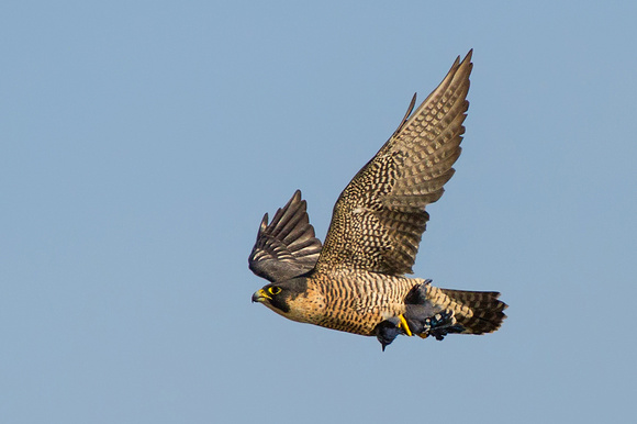 Peregrine Falcon Flying in with Blue Jay