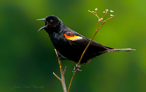Male Red-Winged Blackbird Calling