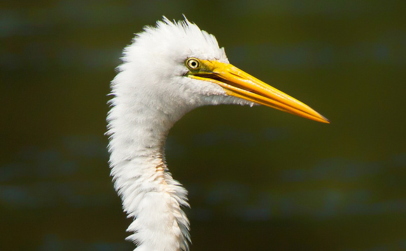 Stressed Out Egret