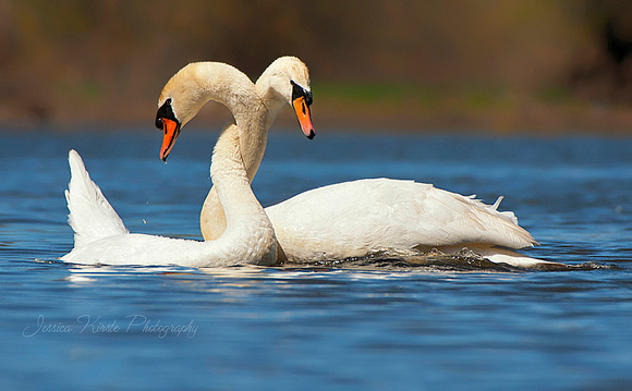 Courting Mute Swans
