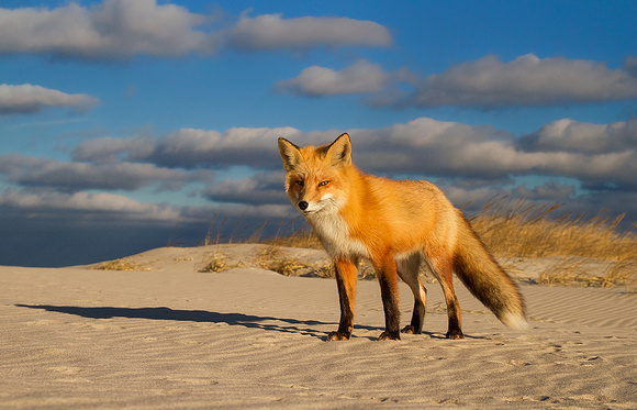 Red Fox in Setting Sun