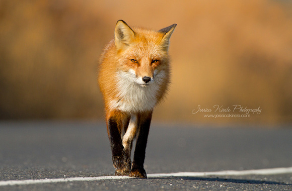 Red Fox on the Go
