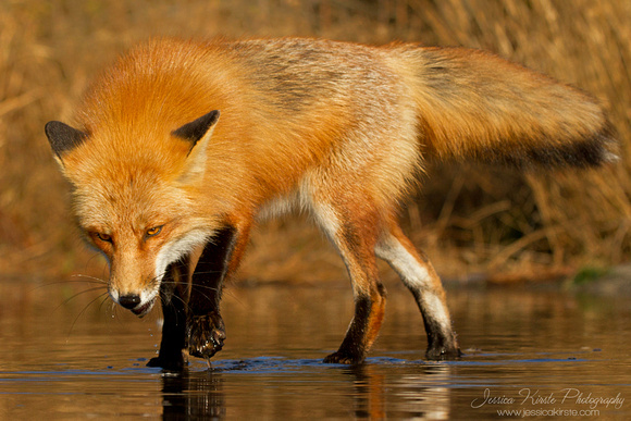 Red Fox in Water