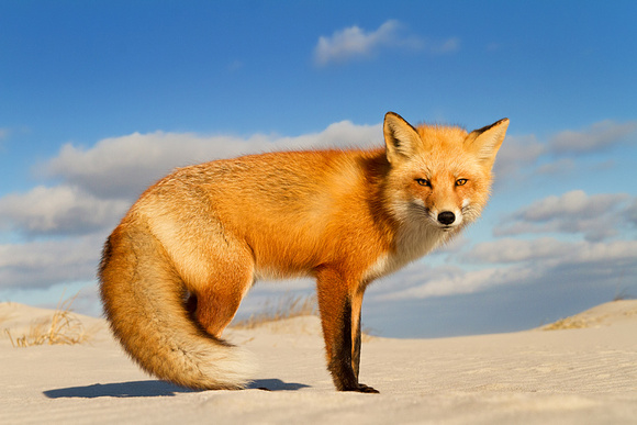 Beautiful Male Red Fox