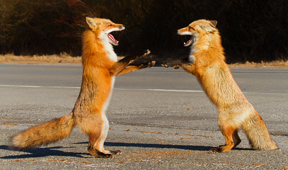 Courting Red Foxes