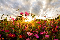 Cosmos at Sunset