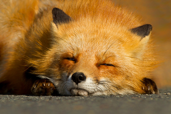 Sleepy Red Fox