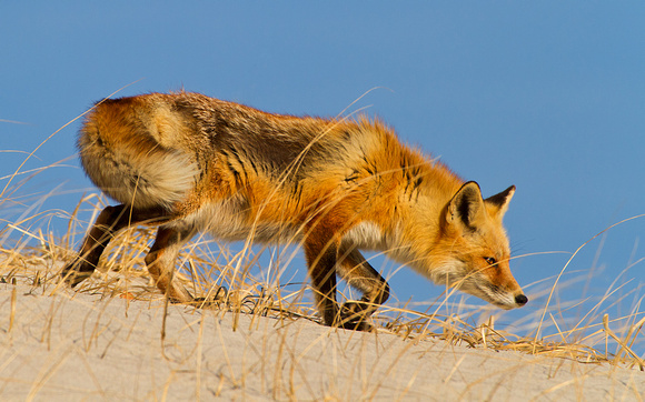 Red Fox On Sand Dune