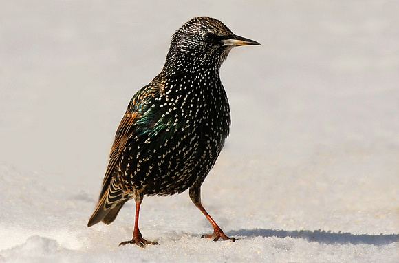 European Starling in the Snow