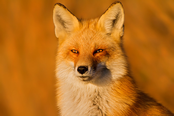 Red Fox in Golden Light