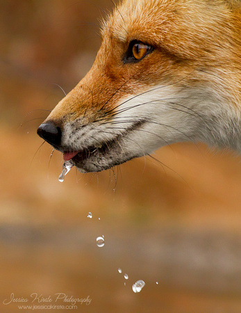 Red Fox Gets a Drink