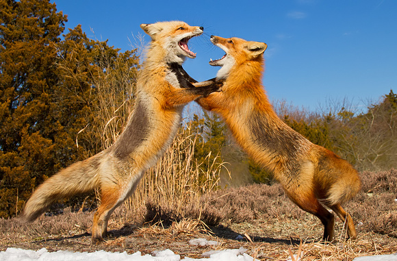 Foxy Fight