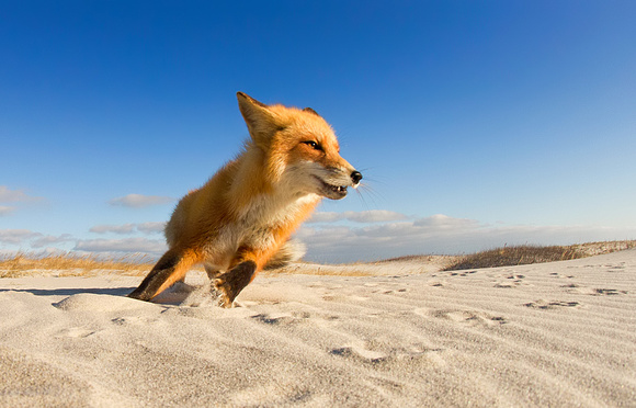 Fisheye Fox