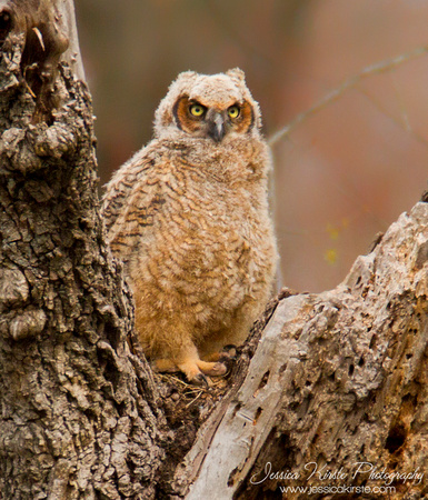Lil Great Horned Owl