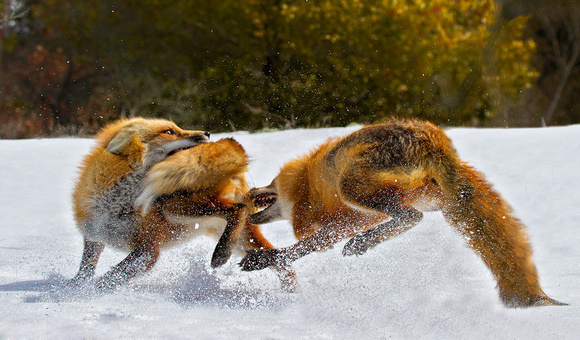 Fox Fight in the Snow